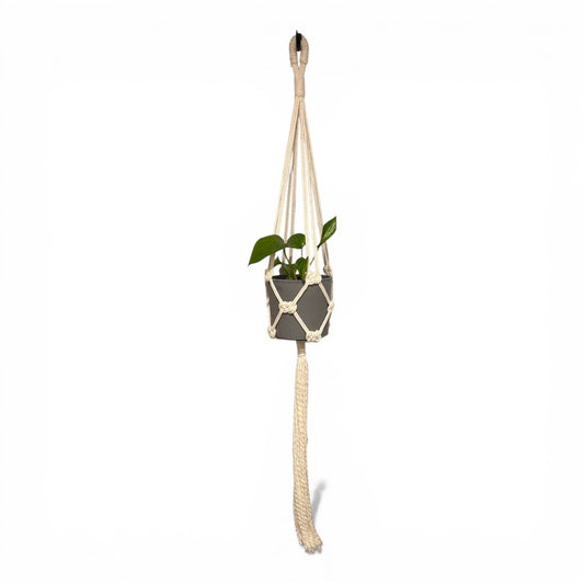Macrame plant hanger with a plant on a white background